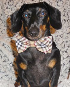 bow ties for dachshund burberry|burberry home accessories.